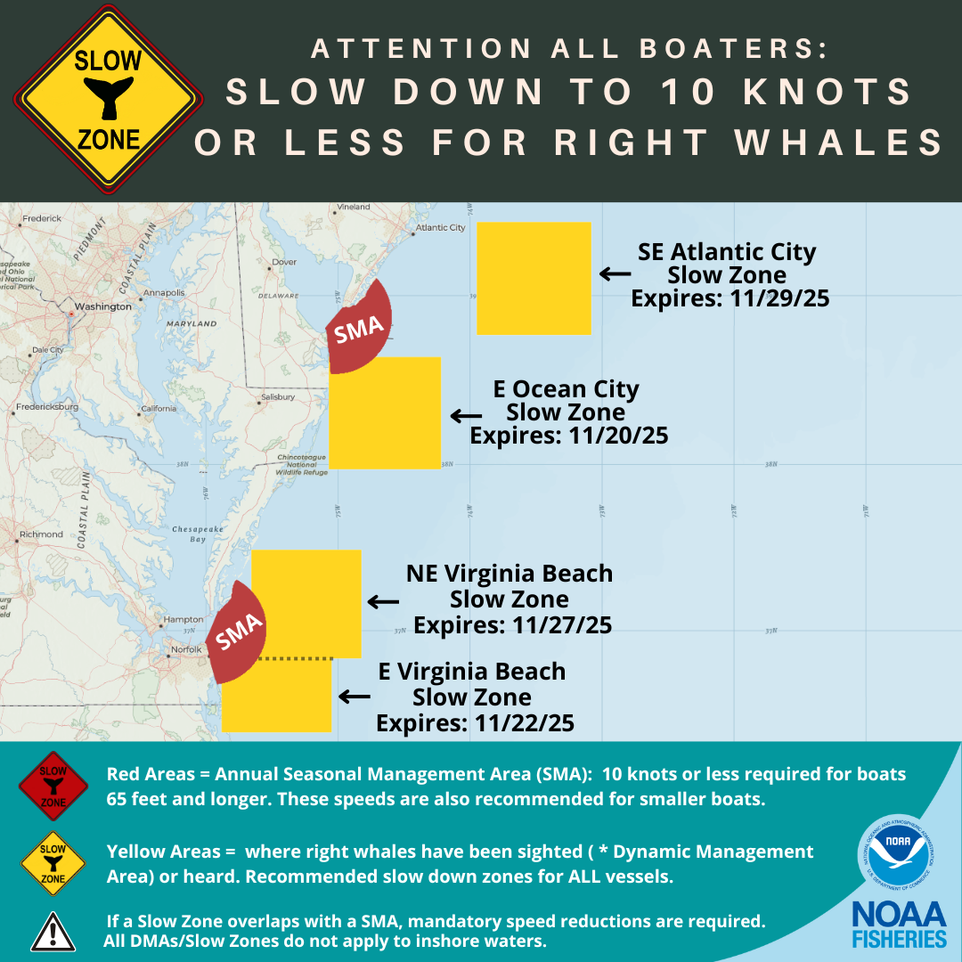 North Atlantic Right Whale Slow Zones in the US Atlantic as of 11/17/25