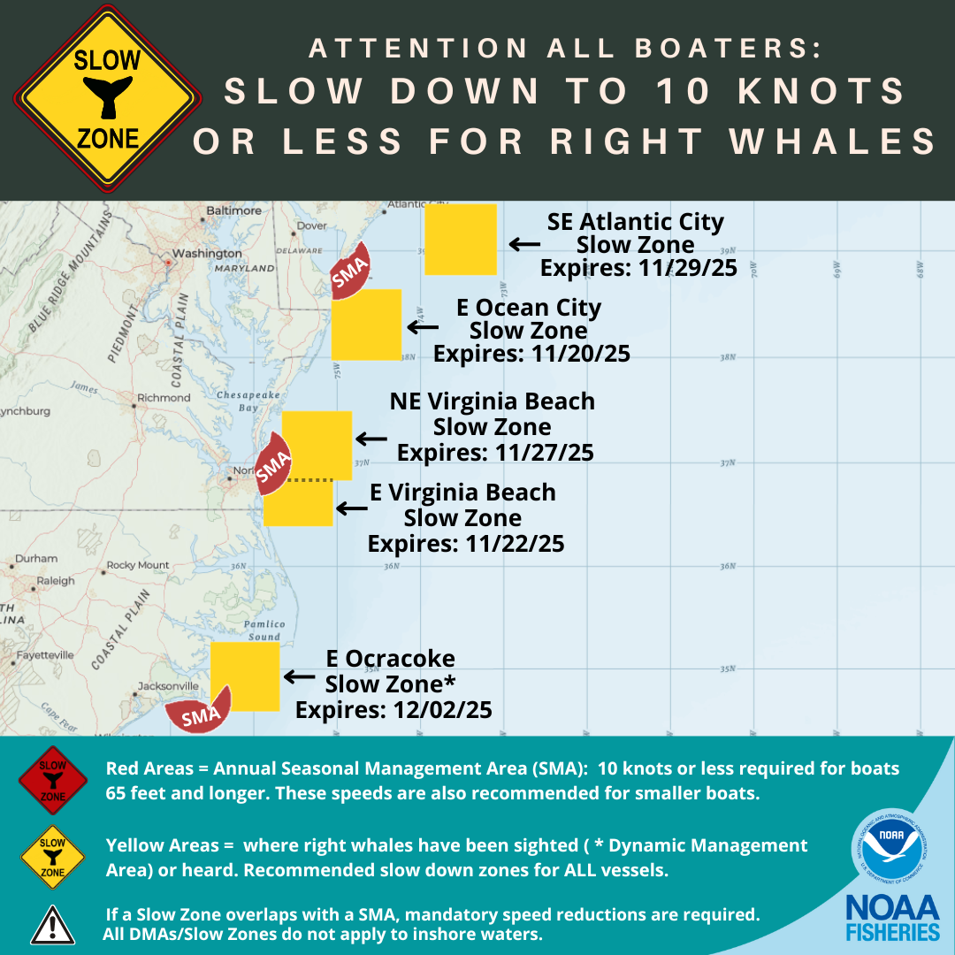 North Atlantic Right Whale Slow Zones Active in the US Atlantic as of 11/19/25