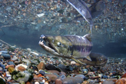 chum salmon in the eastern Bering Sea pollock fishery. Credit: Roger Tabor/U.S. Fish and Wildlife Service