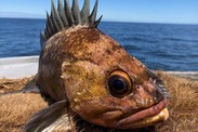 Quillback rockfish. Credit: H. Ibach