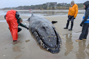 A young humpback whale stranded on the Oregon Coast November 15. Credit: West Coast Marine Mammal Stranding Network
