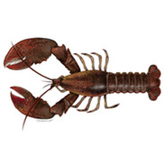 American lobster