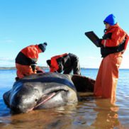 Necropsy of a stranded basking shark