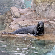 Bubba the seal at his new home