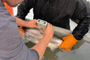 Researchers measure fat content of fall Chinook