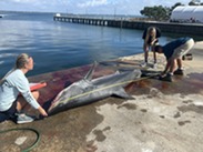 Scientists measure deceased mako
