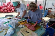 Gonad sampling of a bluefin tuna.