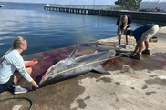 Scientists measuring a deceased shortfin mako shark.