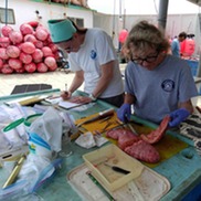 Scientists take samples from tuna gonads