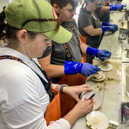 Four scientists processing scallops for data collection