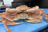Snow crabs sampled during the 2024 eastern Bering Sea bottom trawl survey. Credit: NOAA Fisheries / Erin Fedewa