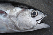 Pacific bigeye tuna. Credit: NOAA Fisheries