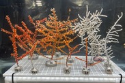 Swiftia exserta (left) and Muricea pendula (right) corals. Credit: NOAA Fisheries/Shannon Ainsworth