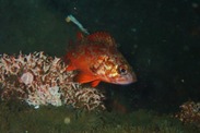 A vermillion rockfish swims through the restored Palos Verdes Reef. Credit: Jonathan P. Williams, Vantuna Research Group