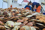 Close up of a pile of young Atlantic sea scallops surveyed on the deck of the F/V Selje. Credit: NOAA Fisheries/Catherine Foley