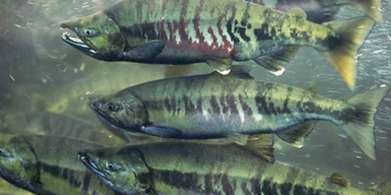 Native Fish Societry photo of chum salmon