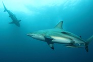 blacktip-sharks-iStock