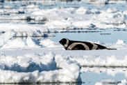 Ribbon Seal london