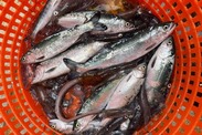 Juvenile salmon in an orange sorting bin