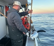 Longline survey shark tagging