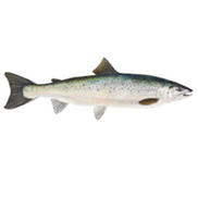 Atlantic salmon illustration