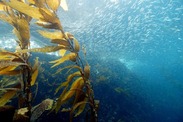 kelp-forest-school-of-fish-underwater Credit: Robert Schwemmer/NOAA