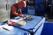 A shore-based fisheries observer collects data from a salmon caught in the pollock fishery. Credit: NOAA Fisheries/North Pacific Observer Program