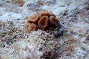 A colony of grooved brain coral outplanted by NOAA on a reef in Miami, FL.  Credit: Dr. Mark Ladd/NOAA Fisheries SEFS