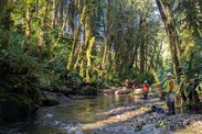 Building engineered log jams on Shale Creek. Credit: Ben Matthews/Quinault Indian Nation