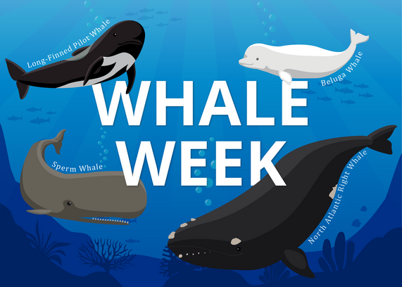 NOAA Whale Week Banner