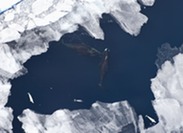 bowheads and belugas