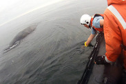 responders monitoring entangled whale