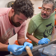 A fisherman wearing blue rubber gloves holds a squid in one hand while holding forceps in the other hand.