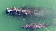 North Atlantic right whale 1515 Ghost and calf
