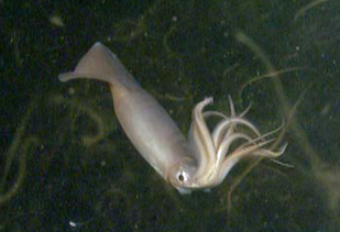 Jumbo flying squid