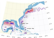 map of bluefin tuna spawning region