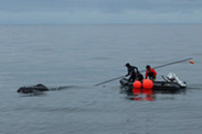 team frees humpback whale