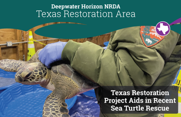 TX Cold Stun Email Header (1)