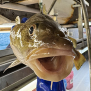 Close up of an Atlantic cod head.