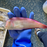 A blue rubber gloved hand holds a pearly razorfish. The perspective is from above looking down at the fish’s profile.