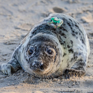 Close up of a tagged male gray seal.