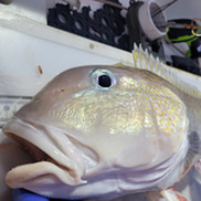 Close up of a golden tilefish head on a fish measuring board.