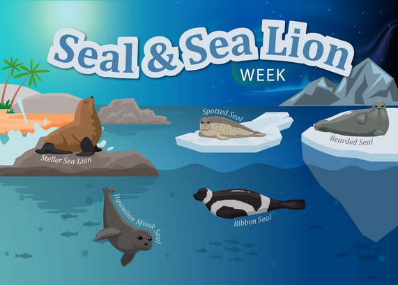 Seal and Sea Lion Week banner