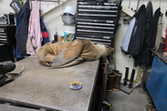 “Westley” the Steller Sea Lion pup on a work bench in the Westward Seafoods Plant in Unalaska. NOAA permit #24359.