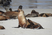 A California sea lion with her pup on the beach at San Miguel Island. Photo taken under NOAA Fisheries Permit #16087