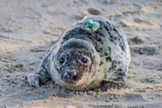  A gray seal pup with a satellite tag during field work in January 2026. Photo taken under MMPA Permit# 26939