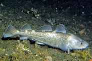 Pacific cod in Alaska waters. Credit: NOAA Fisheries.