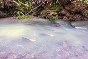 Adult coho making the final leg of their journey on Pudding Creek. Credit: Emily Lang/Redwood Timber Company