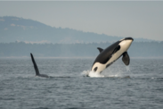 Southern Resident killer whale J16 breaches near the San Juan Islands.  Photo by Katy Foster/NOAA Fisheries, under permit 18786.