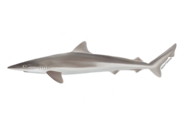 Tope Shark